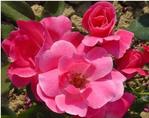 Rosa 'Radcon' PP15070, CPBR2044 / Knock Out® Pink Rose